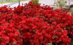 Stewartstonian Azalea - 1 Gallon Pot 14 Stewartstonian Azalea - 1 Gallon Pot -Healthy Plant Shop azalea stewartstonian 8