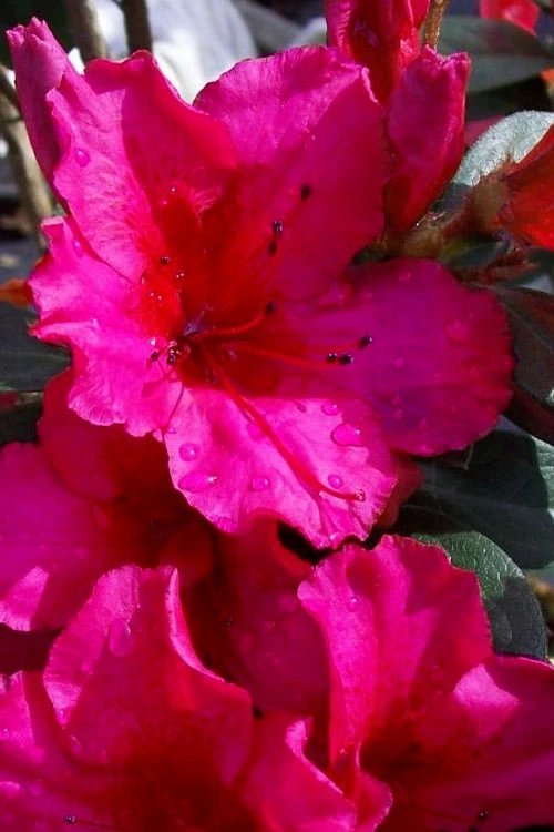 Temple Alexandra Aromi Evergreen Azalea - 1 Gallon Pot 1 Temple Alexandra Aromi Evergreen Azalea - 1 Gallon Pot