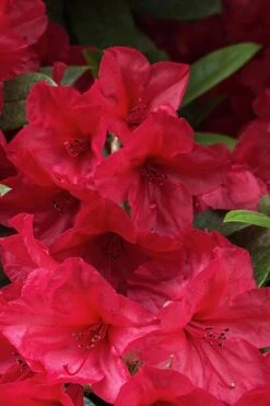 Vivid Azalea - 6 Pack Of 1 Gallon Pots -Healthy Plant Shop azalea vivid red 2