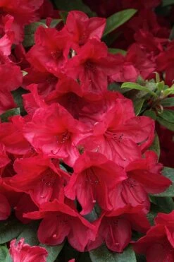 Vivid Azalea - 6 Pack Of 1 Gallon Pots -Healthy Plant Shop azalea vivid red 3
