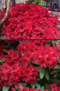 Vivid Azalea - 6 Pack Of 1 Gallon Pots -Healthy Plant Shop azalea vivid red 4