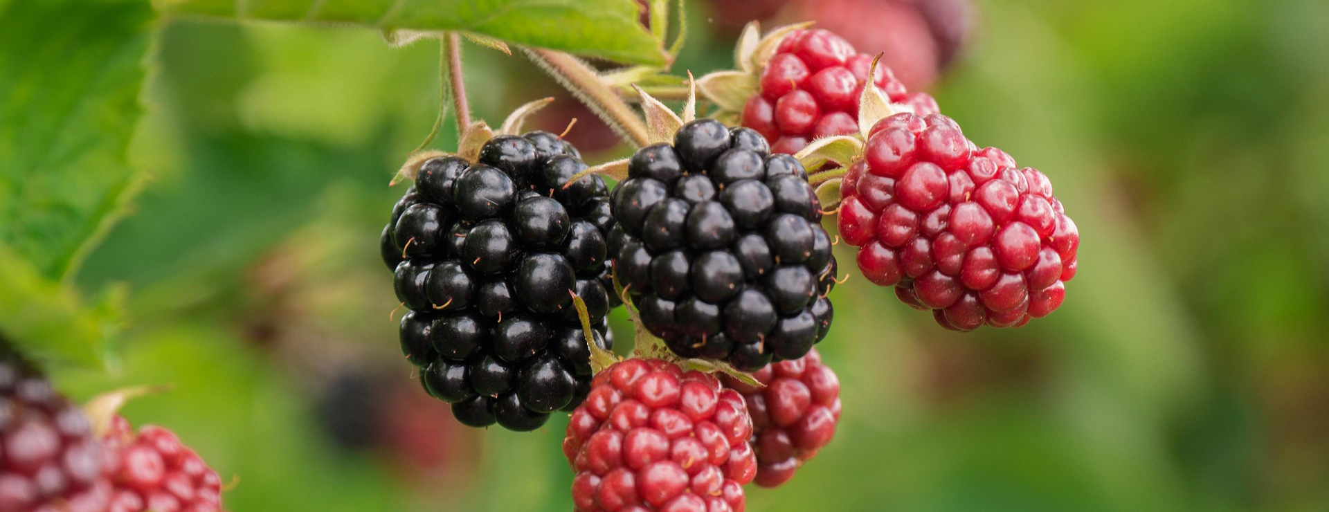 Front Page 4 Front Page -Healthy Plant Shop berry 3513546 1920