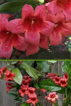 Shalimar Red Crossvine - Bignonia Capreolata - 2 Gallon Pot -Healthy Plant Shop bignonia shalimar red crossvine 500x750 1