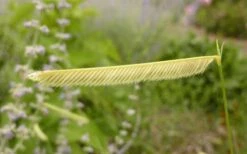Blonde Ambition Blue Grama Grass (Bouteloua Gracilis) - 1 Gallon Pot -Healthy Plant Shop bouteloua gracilis blonde ambition grama grass 1