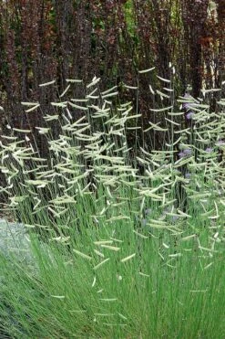 Blonde Ambition Blue Grama Grass (Bouteloua Gracilis) - 1 Gallon Pot -Healthy Plant Shop bouteloua gracilis blonde ambition grama grass 10