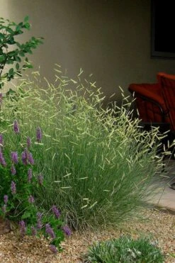 Blonde Ambition Blue Grama Grass (Bouteloua Gracilis) - 1 Gallon Pot -Healthy Plant Shop bouteloua gracilis blonde ambition grama grass 4