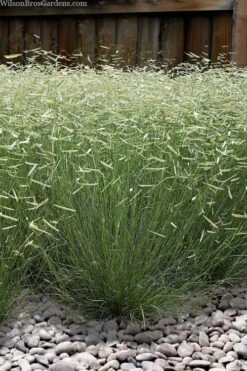 Blonde Ambition Blue Grama Grass (Bouteloua Gracilis) - 1 Gallon Pot -Healthy Plant Shop bouteloua gracilis blonde ambition grama grass 6