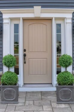 Common Boxwood 2-Ball Poodle Tier Topiary (Buxus Sempervirens) - 3 Gallon Pot (Short) 7 Common Boxwood 2-Ball Poodle Tier Topiary (Buxus Sempervirens) - 3 Gallon Pot (Short) -Healthy Plant Shop boxwood two ball poodle tier 2