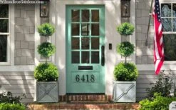 Green Mountain Boxwood 3-Ball Poodle Tier Topiary - 6 Gallon Pot 7 Green Mountain Boxwood 3-Ball Poodle Tier Topiary - 6 Gallon Pot -Healthy Plant Shop buxus green mountain 3 ball topiary 20