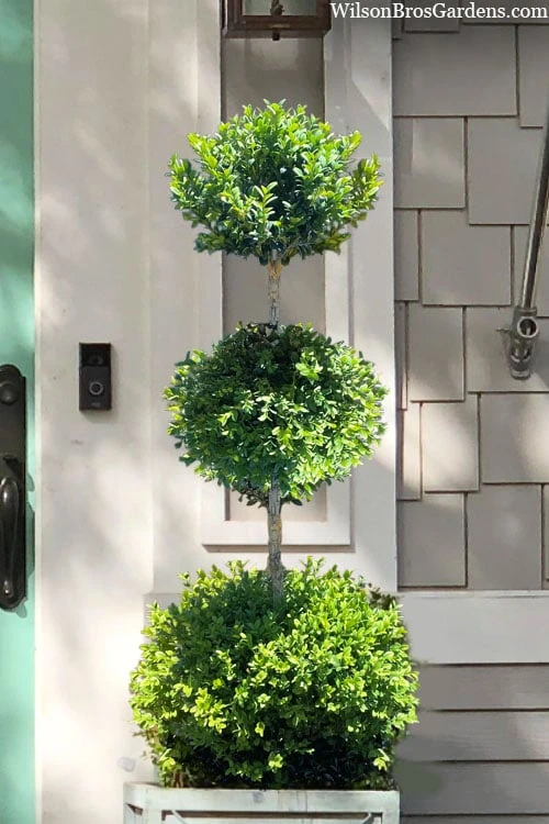 Green Mountain Boxwood 3-Ball Poodle Tier Topiary - 6 Gallon Pot 1 Green Mountain Boxwood 3-Ball Poodle Tier Topiary - 6 Gallon Pot