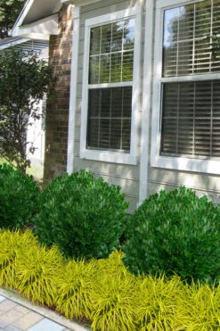 Richard Boxwood (Buxus Harlandii) - 3 Gallon Pot 10 Richard Boxwood (Buxus Harlandii) - 3 Gallon Pot -Healthy Plant Shop buxus harlandii richard dwarf boxwood 5