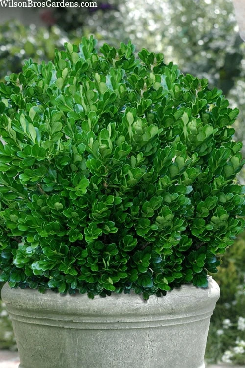 Richard Boxwood (Buxus Harlandii) - 3 Gallon Pot 1 Richard Boxwood (Buxus Harlandii) - 3 Gallon Pot