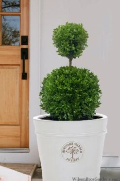 Dwarf English Boxwood Two-Ball Poodle Tier Topiary - 3 Gallon Pot 8 Dwarf English Boxwood Two-Ball Poodle Tier Topiary - 3 Gallon Pot -Healthy Plant Shop buxus sempervirens suffriticosa standard two ball topiary boxwood 5