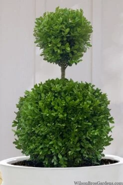 Dwarf English Boxwood Two-Ball Poodle Tier Topiary - 3 Gallon Pot 9 Dwarf English Boxwood Two-Ball Poodle Tier Topiary - 3 Gallon Pot -Healthy Plant Shop buxus sempervirens suffruticosa standard two ball topiary boxwood 10