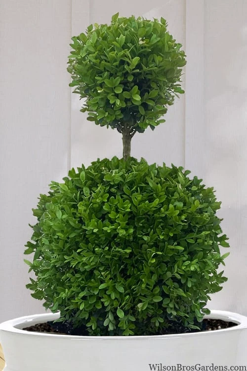 Dwarf English Boxwood Two-Ball Poodle Tier Topiary - 3 Gallon Pot 5 Dwarf English Boxwood Two-Ball Poodle Tier Topiary - 3 Gallon Pot - Image 5