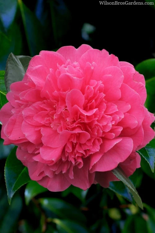 Anticipation Camellia - 1 Gallon Pot 1 Anticipation Camellia - 1 Gallon Pot