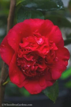 April Tryst Camellia Japonica - 7 Gallon Pot (3-4') -Healthy Plant Shop camellia april tryst 21