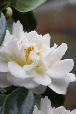 Cream Puff Fragrant Camellia - 3 Gallon Pot -Healthy Plant Shop camellia cream puff 1