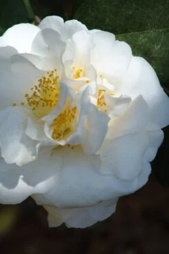 Cream Puff Fragrant Camellia - 3 Gallon Pot -Healthy Plant Shop camellia cream puff 2