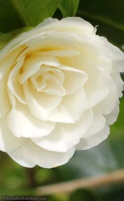 Dahlonega Camellia Japonica - 3 Gallon Pot 7 Dahlonega Camellia Japonica - 3 Gallon Pot -Healthy Plant Shop camellia dahlonega 3