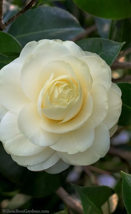 Dahlonega Camellia Japonica - 3 Gallon Pot 1 Dahlonega Camellia Japonica - 3 Gallon Pot