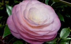 Ella Ward Parsons Camellia - 3 Gallon Pot 7 Ella Ward Parsons Camellia - 3 Gallon Pot -Healthy Plant Shop camellia ella ward parsons 2