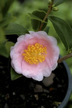 Front Page 40 Frost Princess Camellia - 3 Gallon Pot