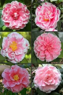 Brilliant Gem Fragrant Camellia Japonica - Herme - 3 Gallon Pot 9 Brilliant Gem Fragrant Camellia Japonica - Herme - 3 Gallon Pot -Healthy Plant Shop camellia herrmes 1
