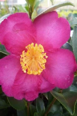 Hiryu Camellia Sasanqua - 3 Gallon Pot -Healthy Plant Shop camellia hiryu 2