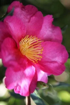 Hiryu Camellia Sasanqua - 3 Gallon Pot -Healthy Plant Shop camellia hiryu 3