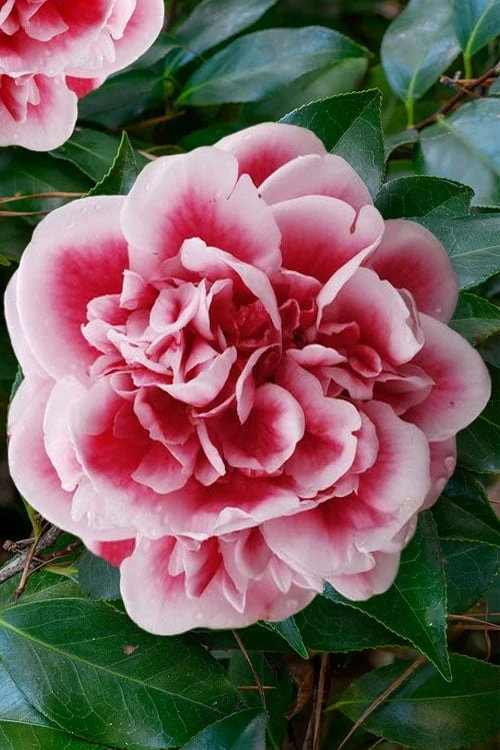 Irrational Exuberance Camellia Japonica - 3 Gallon Pot 6 Irrational Exuberance Camellia Japonica - 3 Gallon Pot - Image 6
