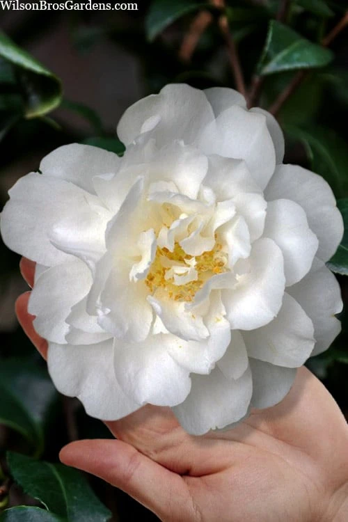 Mrs. Bertha Camellia - 3 Gallon Pot 1 Mrs. Bertha Camellia - 3 Gallon Pot