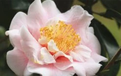 Moonlight Bay Camellia Japonica - 3 Gallon Pot -Healthy Plant Shop camellia moonlight bay 3