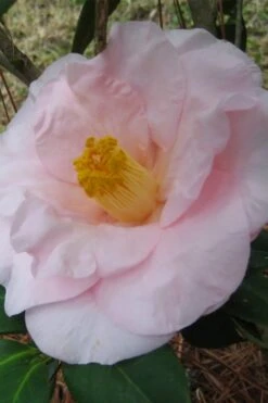 Moonlight Bay Camellia Japonica - 3 Gallon Pot -Healthy Plant Shop camellia moonlight bay 5