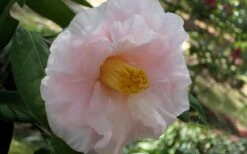 Moonlight Bay Camellia Japonica - 3 Gallon Pot -Healthy Plant Shop camellia moonlight bay 6