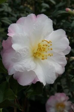 Nina Avery Camellia - 3 Gallon Pot -Healthy Plant Shop camellia nina avery 4