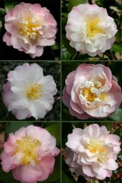 Nina Avery Camellia - 3 Gallon Pot -Healthy Plant Shop camellia nina avery 6