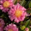 October Magic Carpet Dwarf Camellia - 1 Gallon Pot