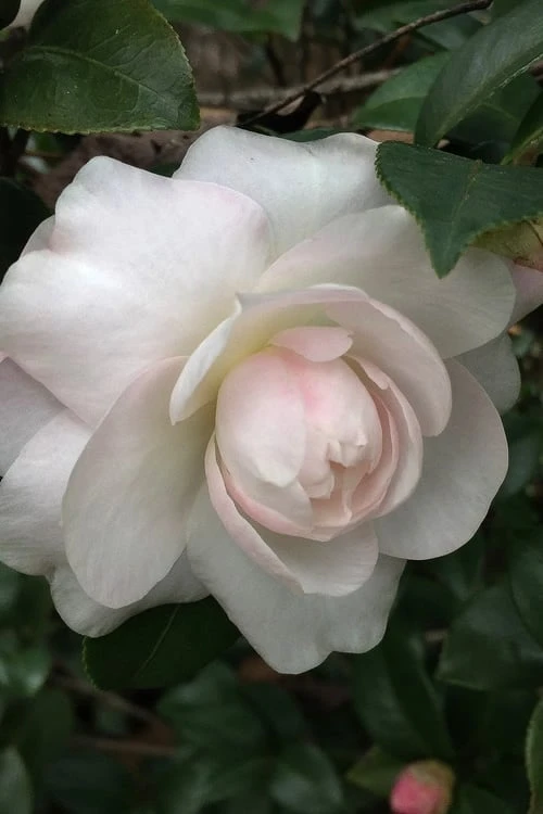 October Magic Dawn Camellia - 3 Gallon Pot 1 October Magic Dawn Camellia - 3 Gallon Pot