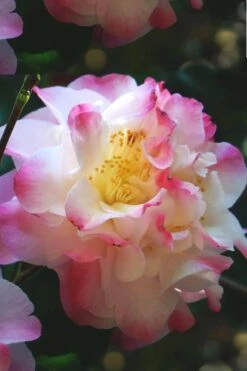 Omega Camellia Japonica - 3 Gallon Pot -Healthy Plant Shop camellia omega 3