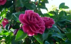 Purple Haze Camellia - 1 Gallon Pot -Healthy Plant Shop camellia sasanqua purple haze 2