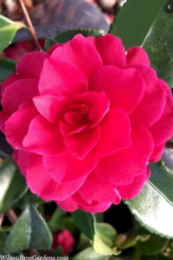 Purple Haze Camellia - 1 Gallon Pot -Healthy Plant Shop camellia sasanqua purple haze 4