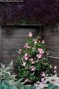 Slim 'N Trim Camellia - 1 Gallon Pot -Healthy Plant Shop camellia slim n trim 103