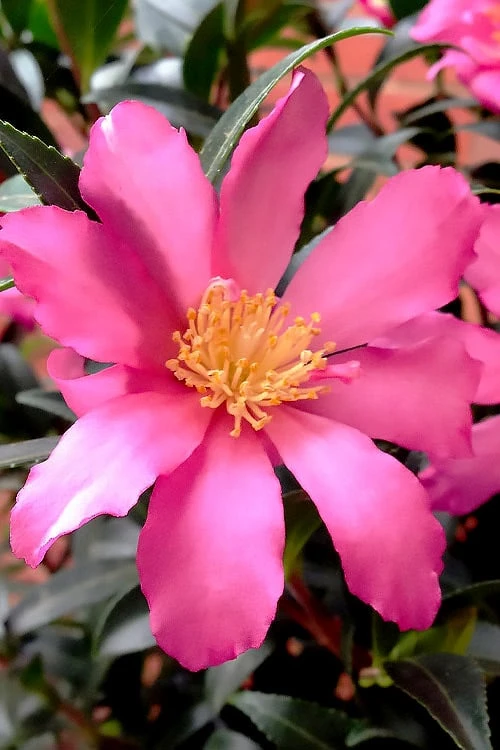 Slim 'N Trim Camellia - 7 Gallon Pot 1 Slim 'N Trim Camellia - 7 Gallon Pot