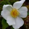 Survivor Cold Hardy White Camellia - 3 Gallon Pot