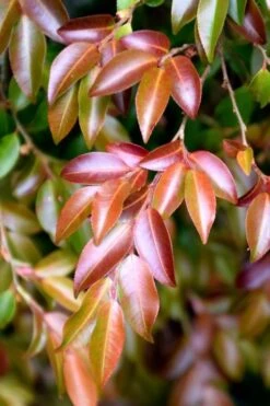 Mount Noko Camellia (Camellia Transnokoensis) - 3 Gallon Pot -Healthy Plant Shop camellia transnokoensis 10 1