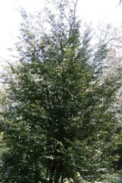 Mount Noko Camellia (Camellia Transnokoensis) - 1 Gallon Pot -Healthy Plant Shop camellia transnokoensis 13