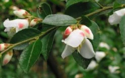 Mount Noko Camellia (Camellia Transnokoensis) - 1 Gallon Pot -Healthy Plant Shop camellia transnokoensis 5