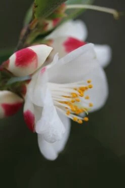 Mount Noko Camellia (Camellia Transnokoensis) - 3 Gallon Pot -Healthy Plant Shop camellia transnokoensis 6 1