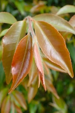 Mount Noko Camellia (Camellia Transnokoensis) - 3 Gallon Pot -Healthy Plant Shop camellia transnokoensis 7 1